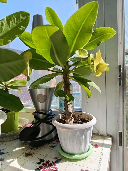 Продам молочай миля крупноцветковый