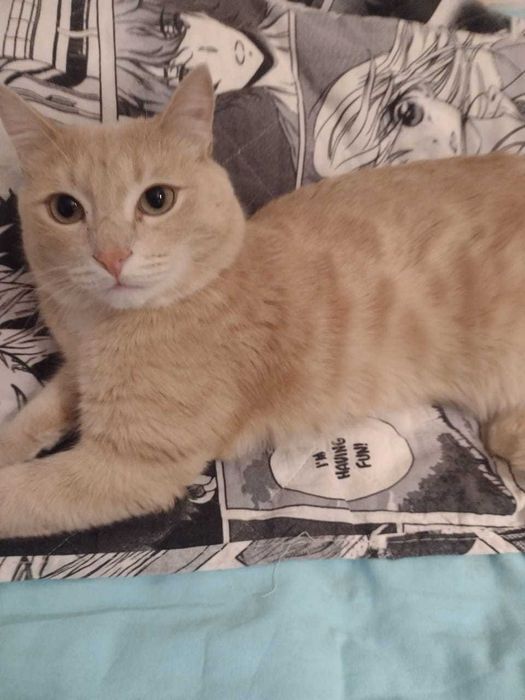 Отдам кота в добрые руки