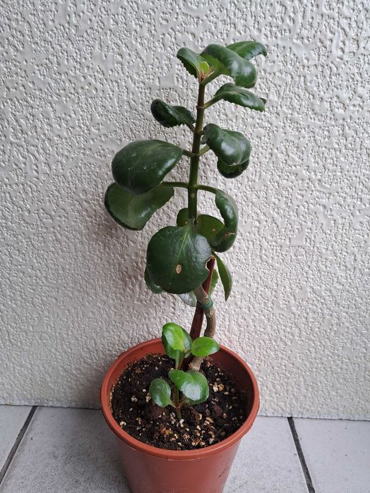 Цветя Дървото на живота, палма, сингониум