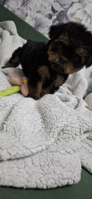 Щенок девочка йоркширского терьера