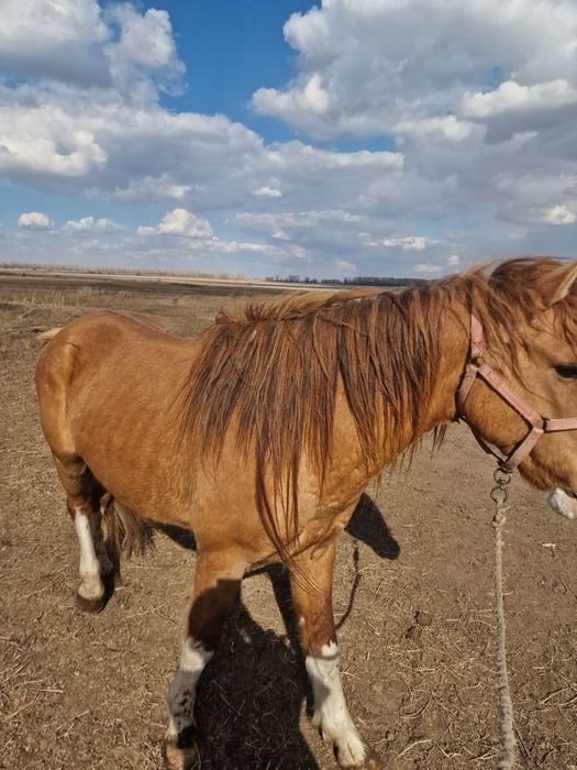 Продам жеребца или обменяю