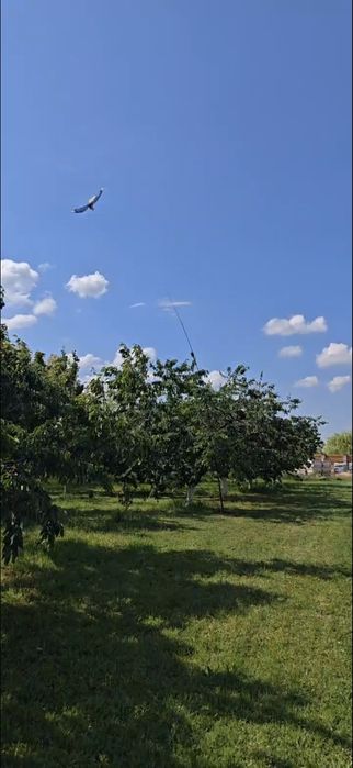 Cireșe Bio de Mai 25 Ron/kg