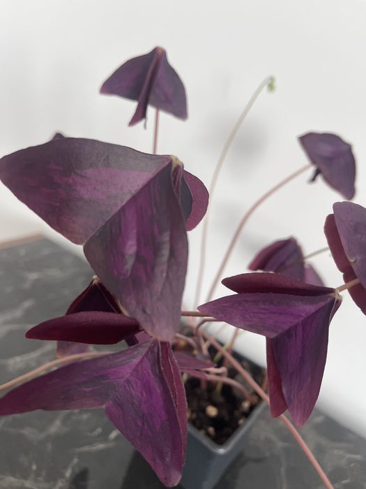 Комнатные растенич