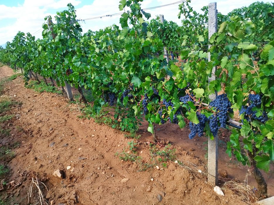Продавам винено грозде собствено производство