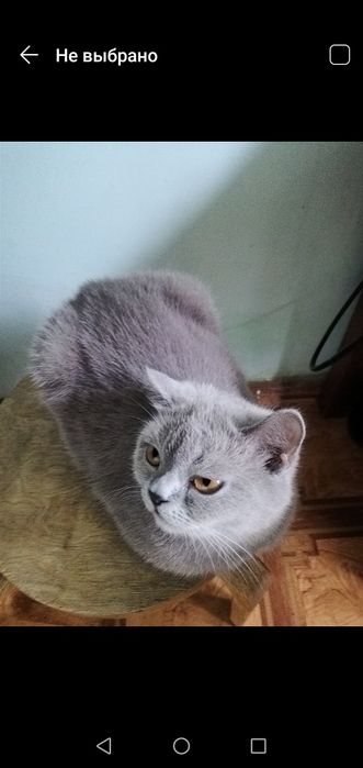 Отдам кошечку в добрые руки