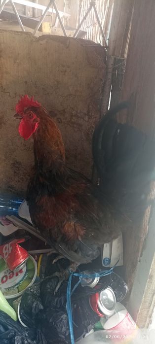 Yapon xoʻroz va tovuq sotiladi
