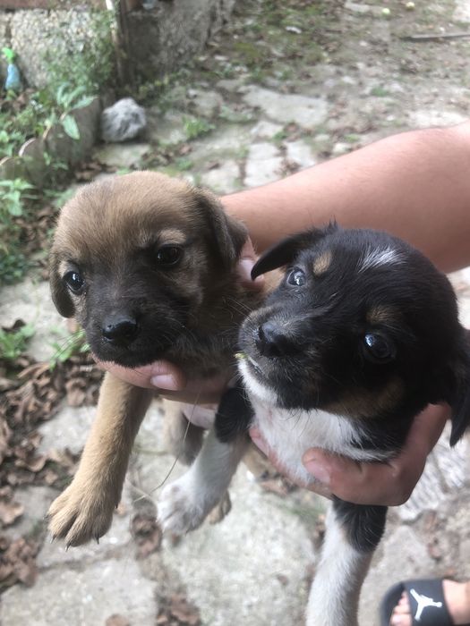 Donez catelusi 6