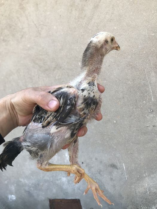 Iphone 11 garantiya 1 yil