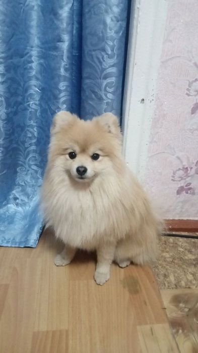 Немецкий шпиц на ВЯЗКУ.. Мальчик.