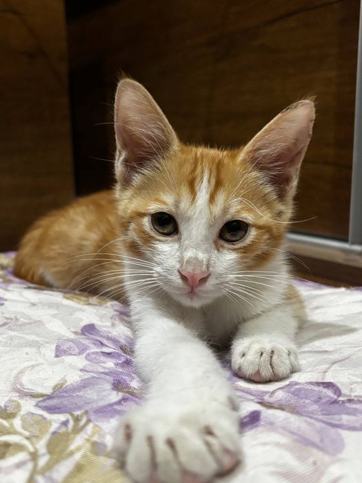 котёнок ищет дом