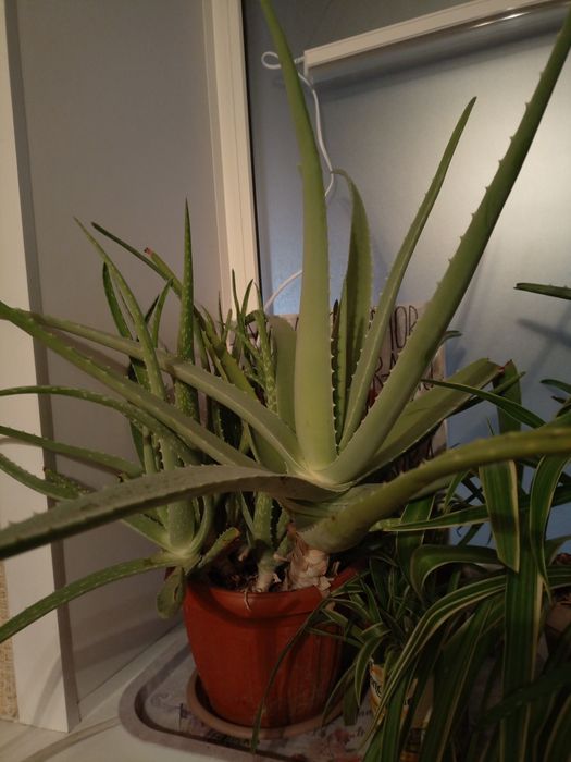 Цветок Алоэ с детками