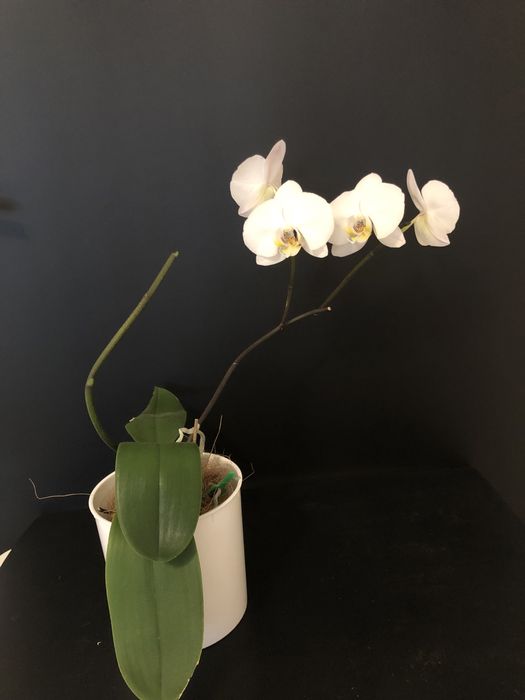 Продам орхидеи домашние