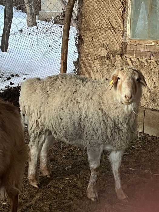 Қошқарлар мен Текелер сатамын