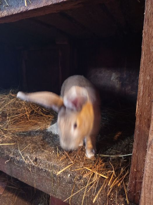 Vînd iepuri masculi