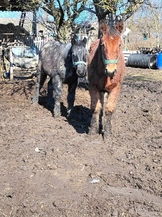 Caii de vânzare  mânzi de 7 luni