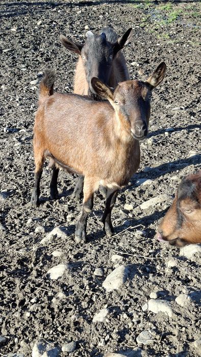 Vând capra Alpina franceză, foarte bună de lapte!