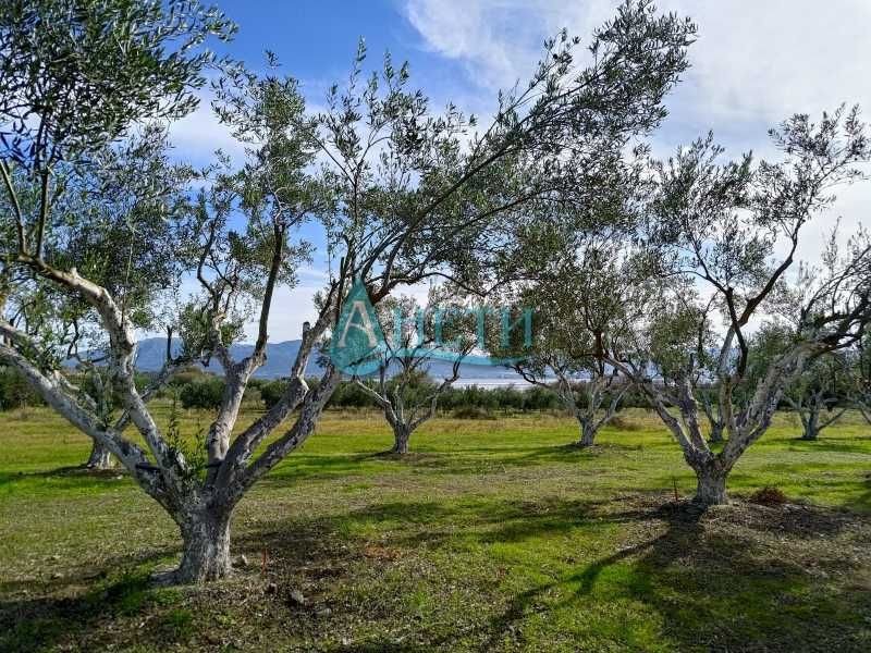 Парцел 2000м2 с 60 маслинови дървета Волви, Гърция, вода, поливна с-ма