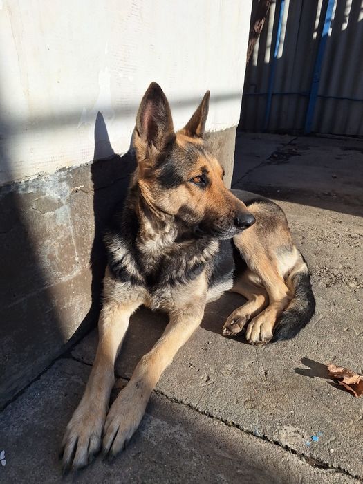 Немецкая овчарка сука 4 года