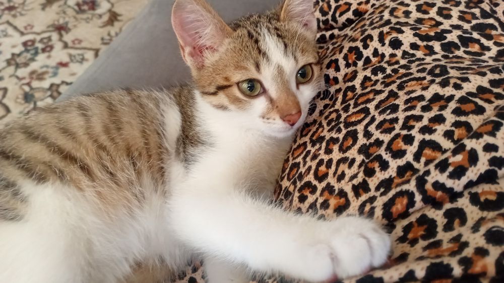 Одам в добрые руки