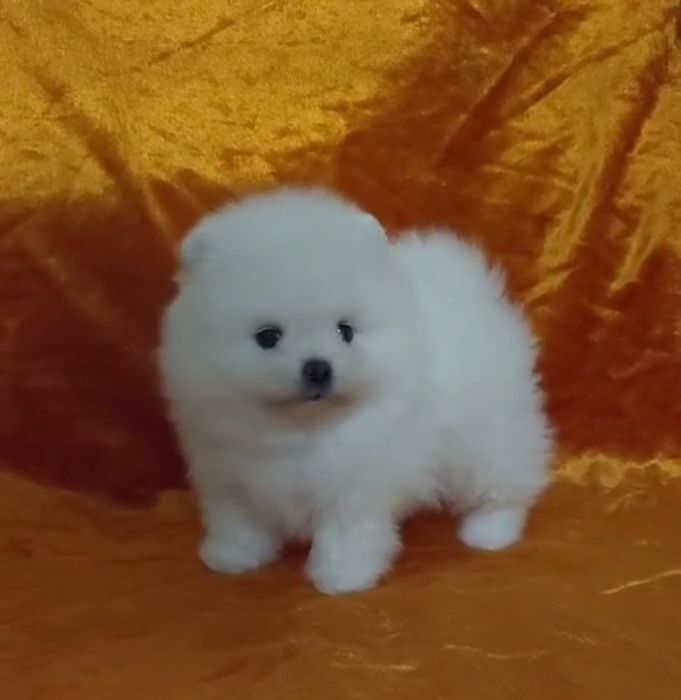 Щенки шпица мини