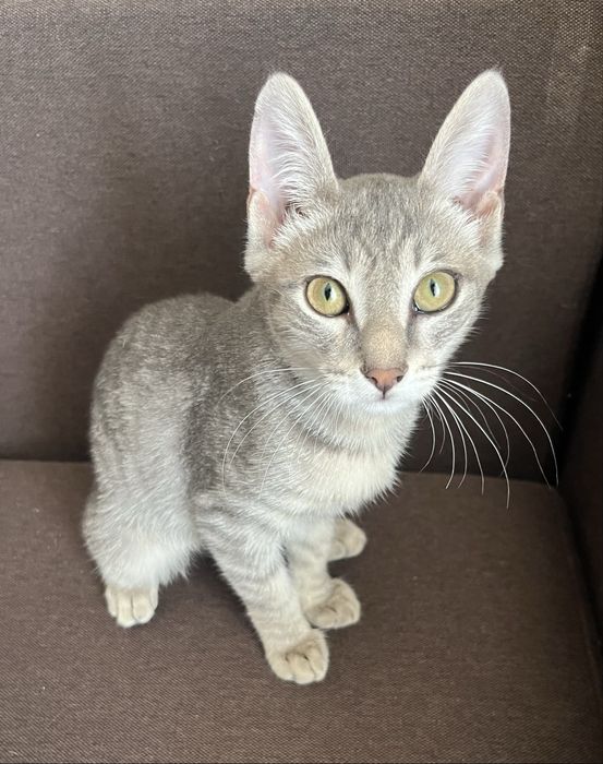 Отдам котенка (мальчик)