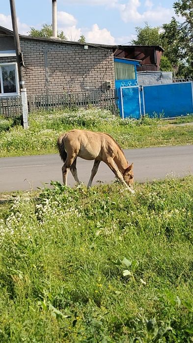 Продам Жеребенка