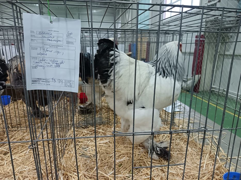 Brahma herminat deschis