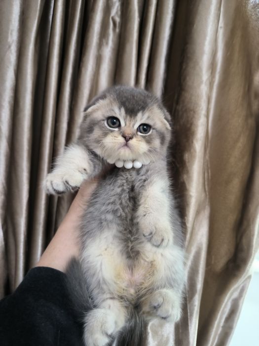 Котёнок от правильной вязки