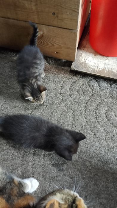 Отдам в добрые руки котят.