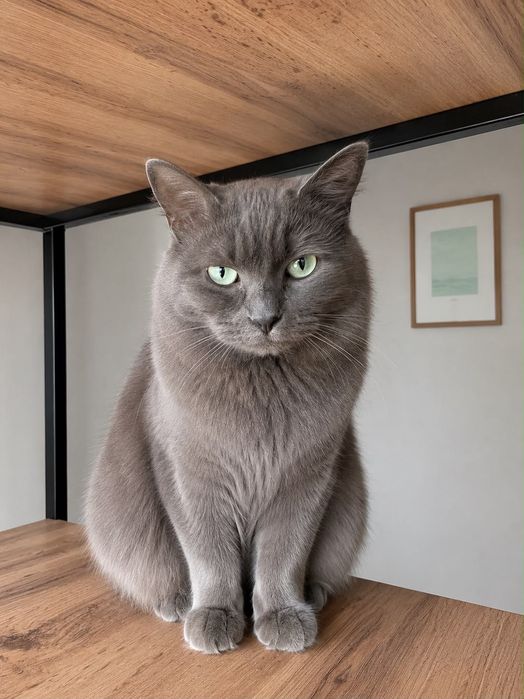 Кот Граф в хорошие руки