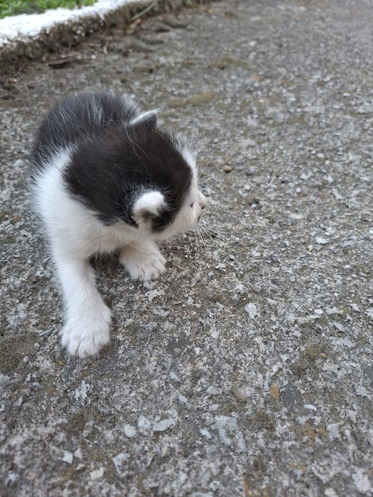 Подарявам малки котенца