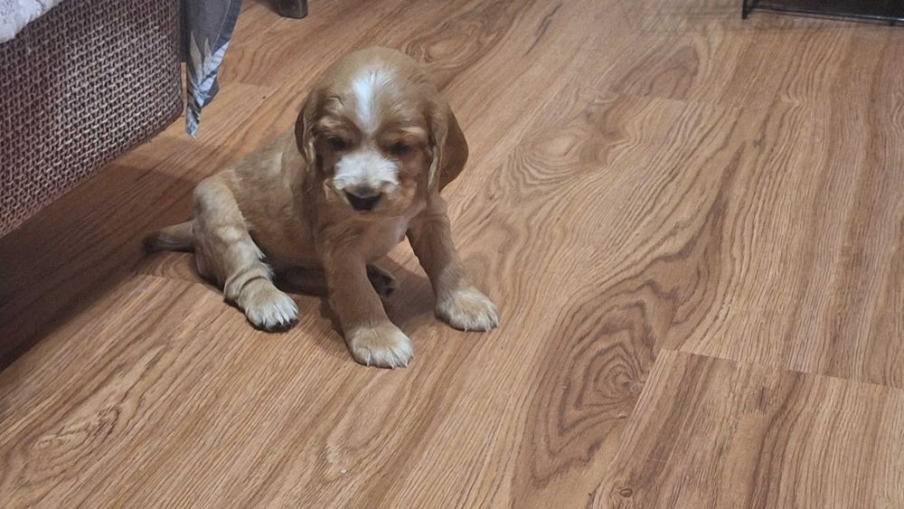 Продаются щенки спаниеля