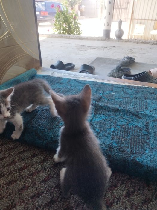 Отдам котят в добрые руки