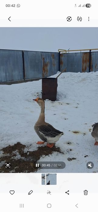 Продам гуся благавор порода