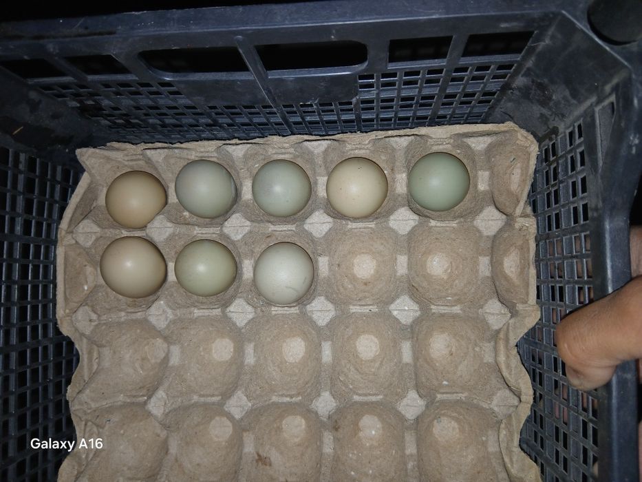 Fazan tuxumlari  zakaz olamiz