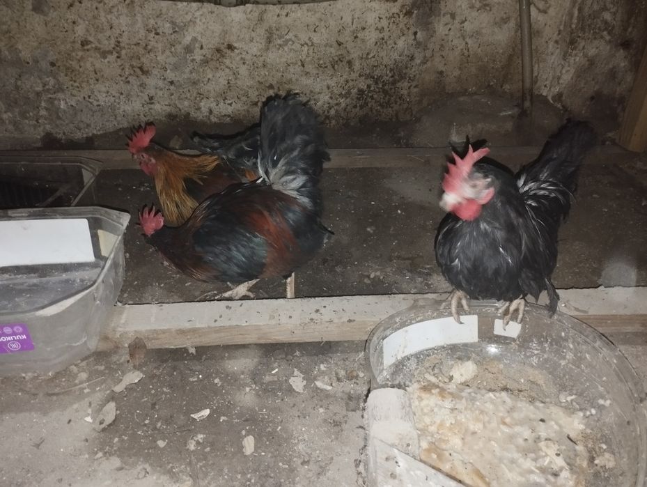 Петушки Бентама голоногие,три штуки.