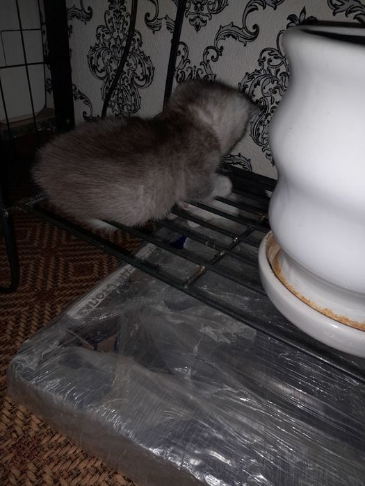 Котята сибирские шиншилы