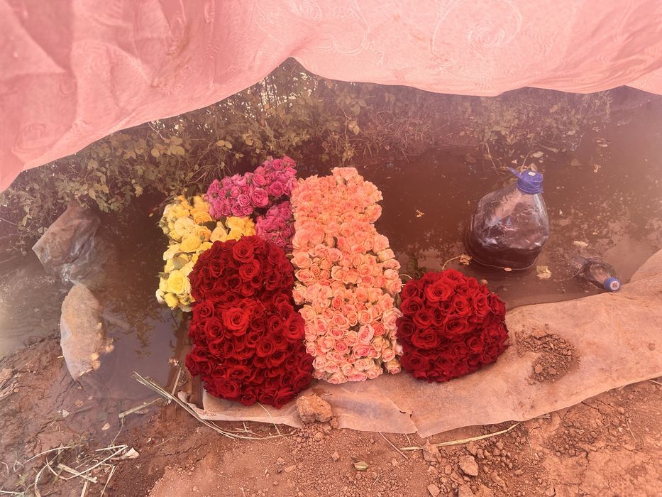 Атиргул кучати ва куз кучатлари сотилади