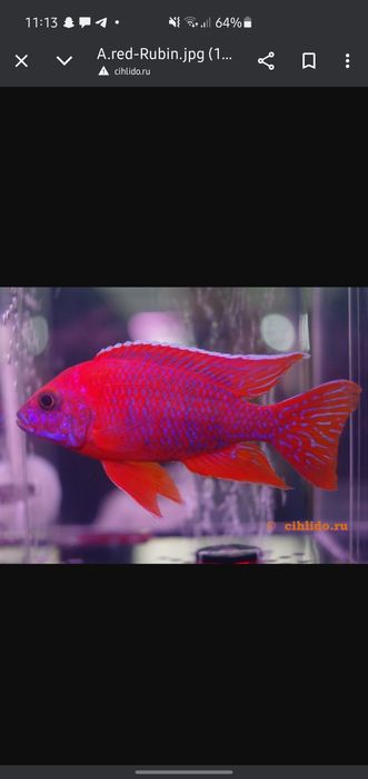 afrika cichlid sotiladi