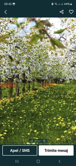 Toaletare pomii arbusti vita de vie  si stropirea acestora