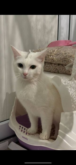 Кошка девушка 1,5 год