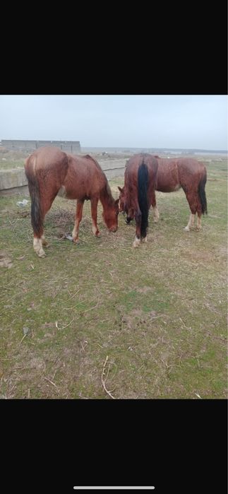 Жылкы бие байтал