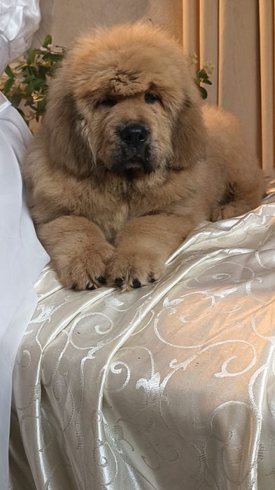 Тибетский мастиф парень