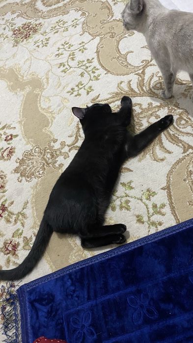 Кошка,котенок ,