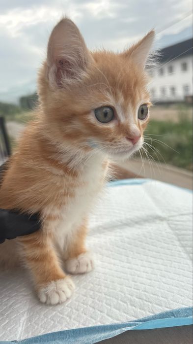 Котенок мальчик ищет дом
