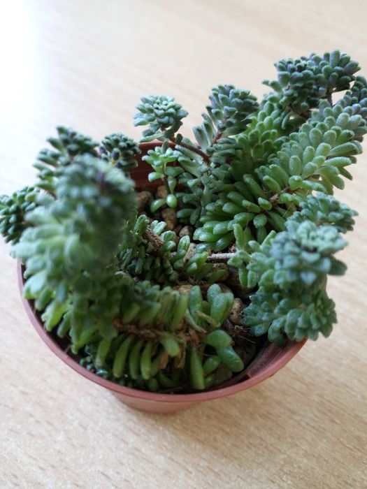 Для любителей суккулентов и мини садиков