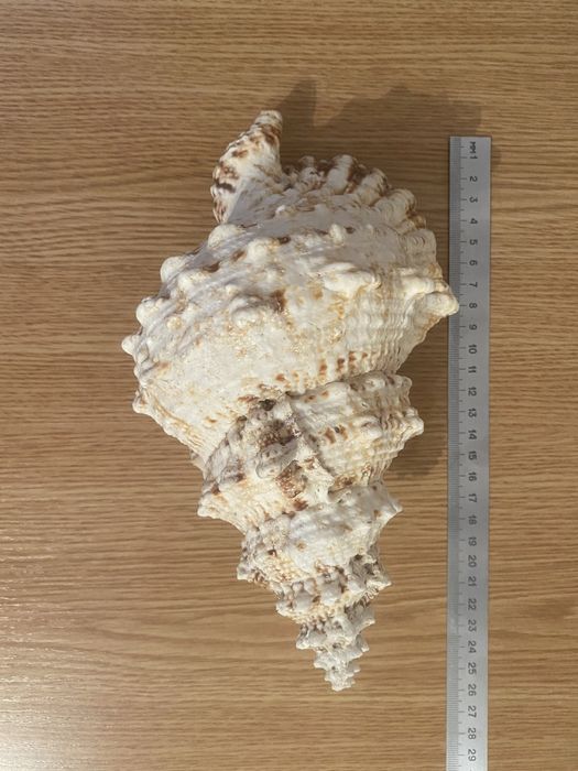 Морская ракушка натуральная