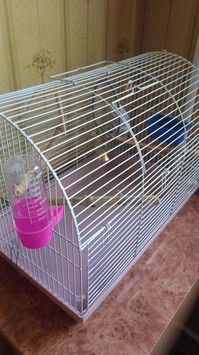 Попугай волнистый с клеткой