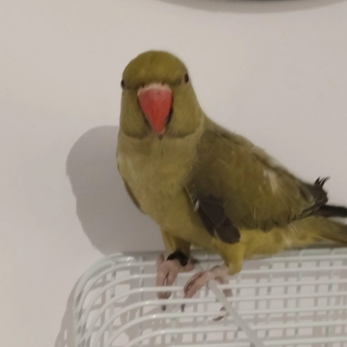 Micul Alexandru verde olive