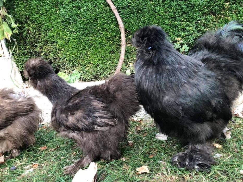 Продавам яйца и пилета от Копринките на снимките